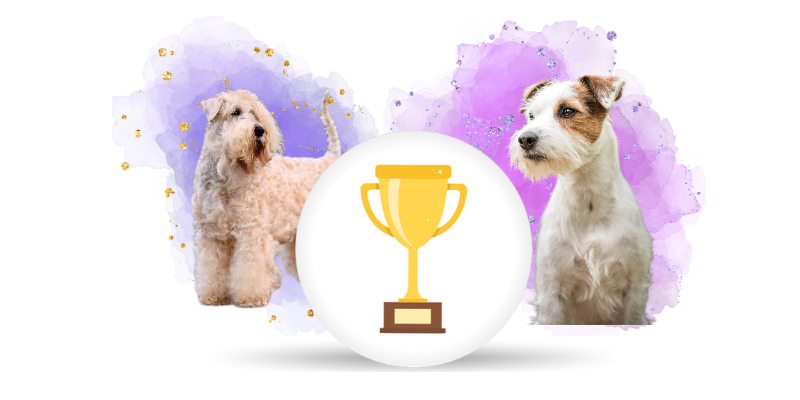 Nejlepší teriér 2025